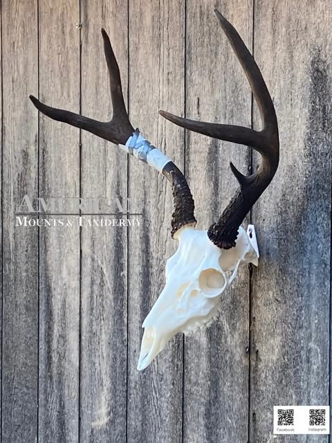Deer European skull mount with dark antlers