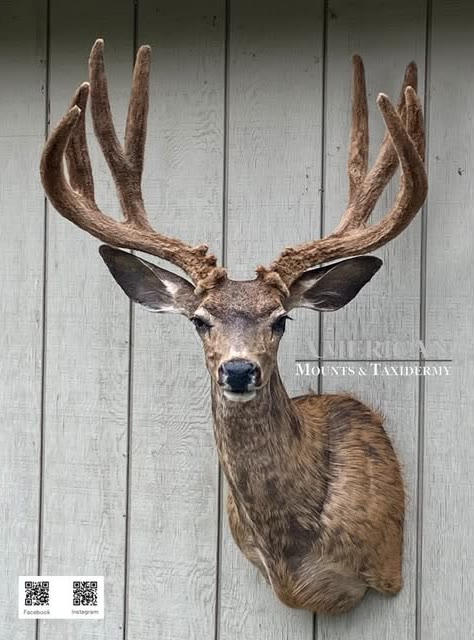 Mule deer shoulder mount in velvet on a barnwood wall