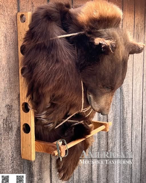 Bear hide hanging on a wooden display rack