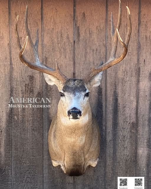 Mule deer buck shoulder mount facing forward