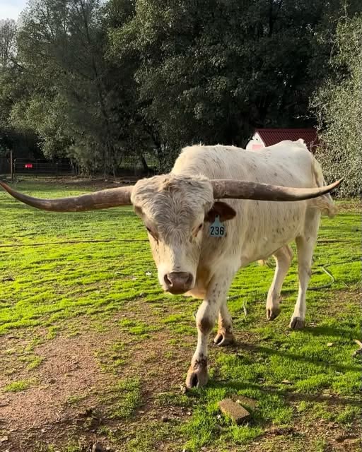 Live longhorn steer standing in a green pasture