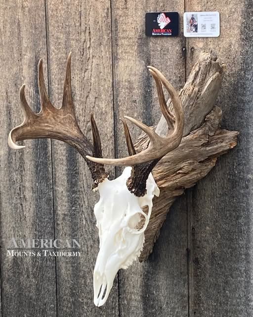 Whitetail European skull mount on driftwood
